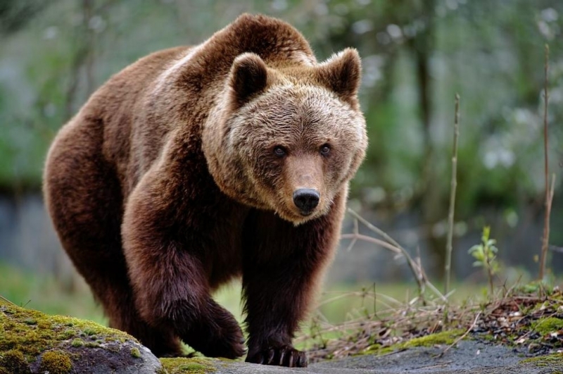 На три сигнала за нападения от мечки са реагирали екипи