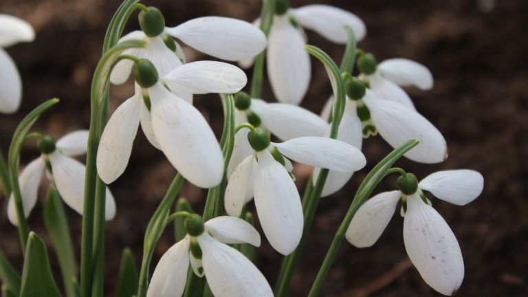 Абсолютните рекорди за високи температури за януари са подобрени вчера