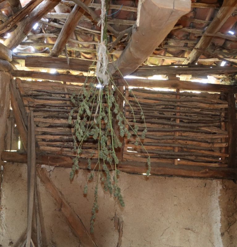 Видински криминалисти иззеха 8 стръка канабис от къща в Ново