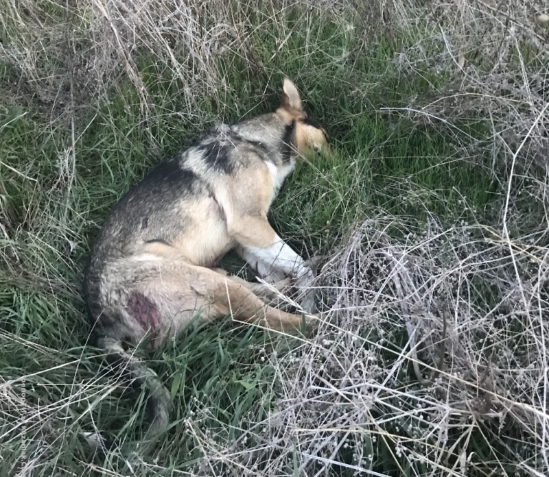 Полицията разследва убийство на куче във Видинско съобщиха от пресцентъра