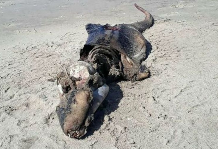 Представете си че сутрин се разхождате по плажа и откриете