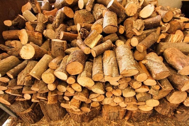 Държавното горско стопанство във Видин целогодишно предприема мерки за ограничаване
