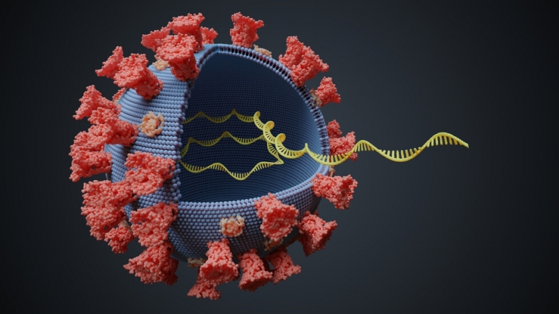 Япония се опитва да изолира нова мутация на коронавируса която