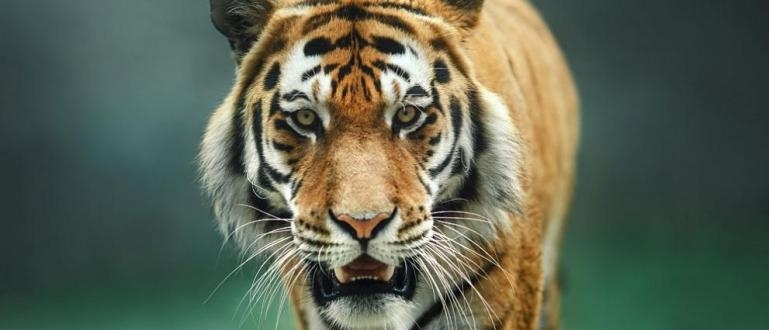 Двегодишно израелско момиченце е било нападнато от тигър на тайландския
