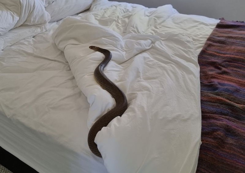 Жена от Австралия намери една от най-отровните змии в света
