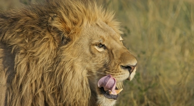 Група лъвове от резерват в Южна Африка се е държала
