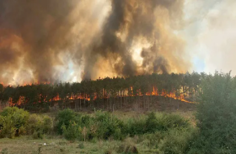 Пожар горя в горната част на парк Тюлбето в Казанлък
Към