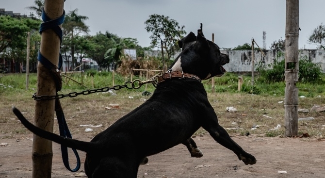Питбул е наръфал до смърт четиригодишния Бенждамин от град Хейзъл