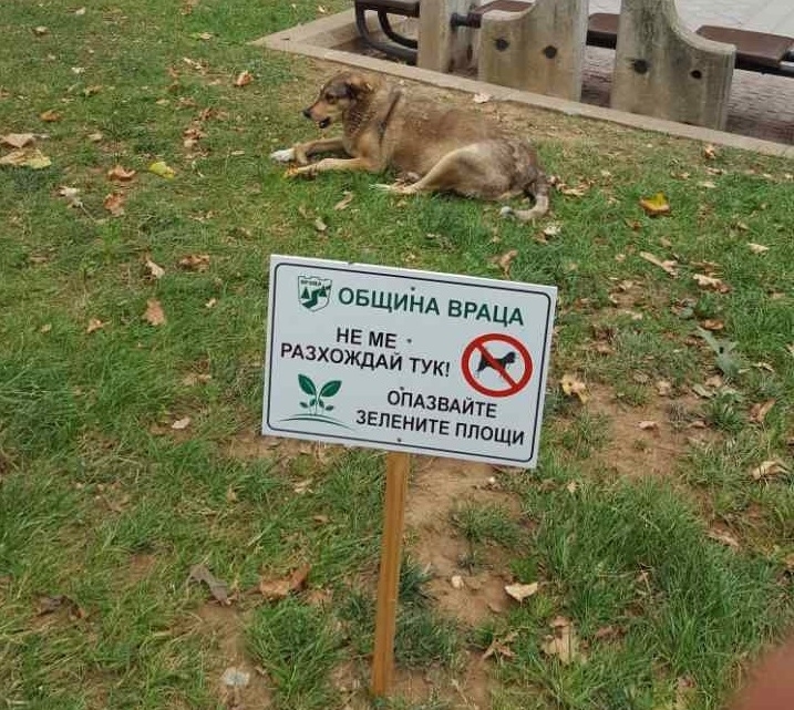 От няколко седмици един въпрос броди из Враца и руши