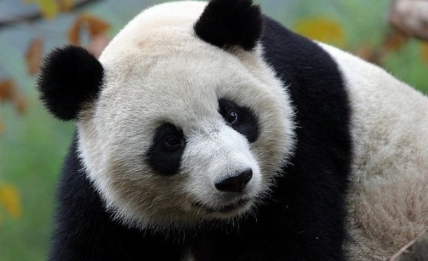 Китай ще обособи огромен резерват за големите панди, който ще