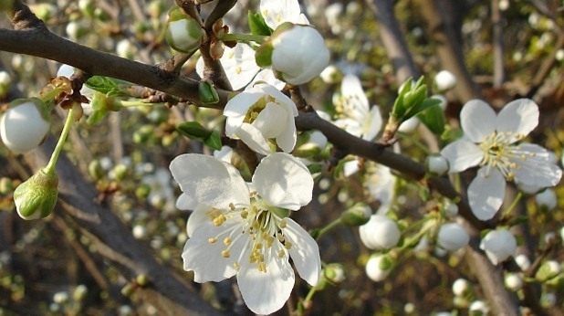 Днес от северозапад облачността ще намалява до предимно слънчево само