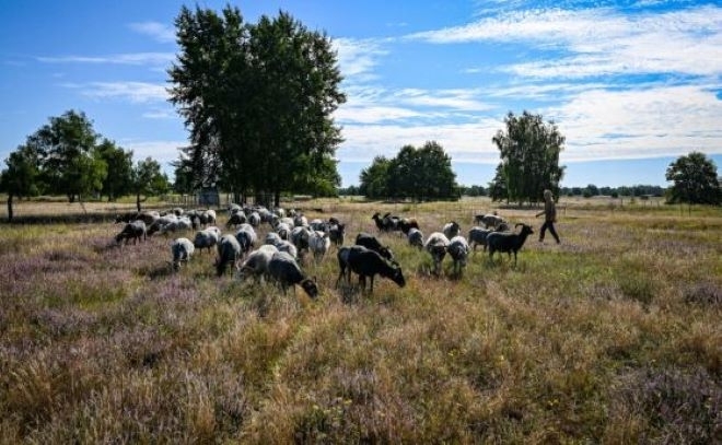 В Гърция откриха заразени животни с чума в района на