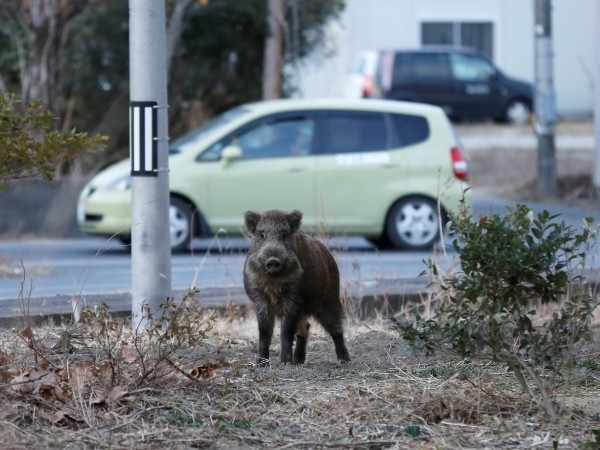 Кмет раздава противозачатъчни на глигани