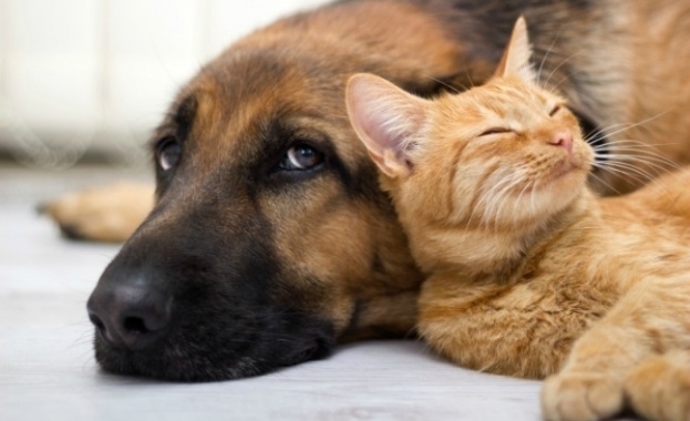 Американски учени разрешиха вечния спор между собствениците на котки и