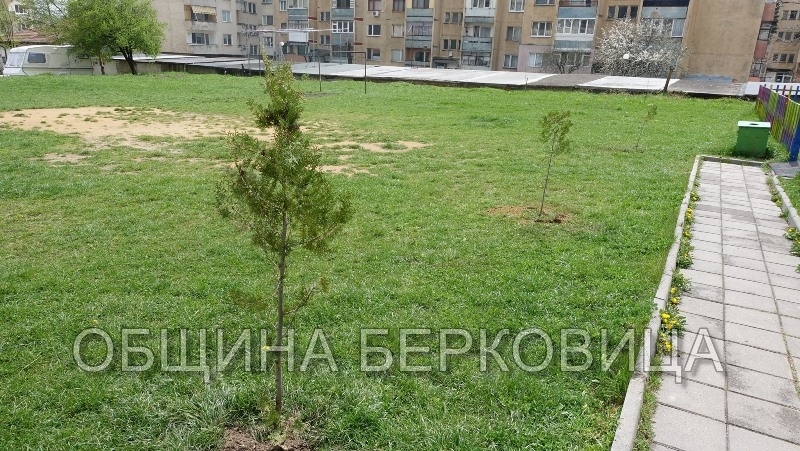 Община Берковица започна традиционното пролетно залесяване с фиданки /снимки/
