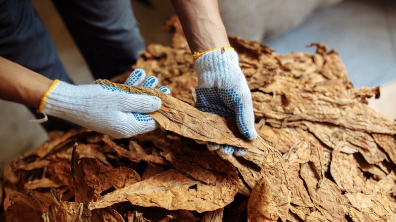 Тютюнопроизводителите ще получат 71 6 млн лв национална преходна помощ за
