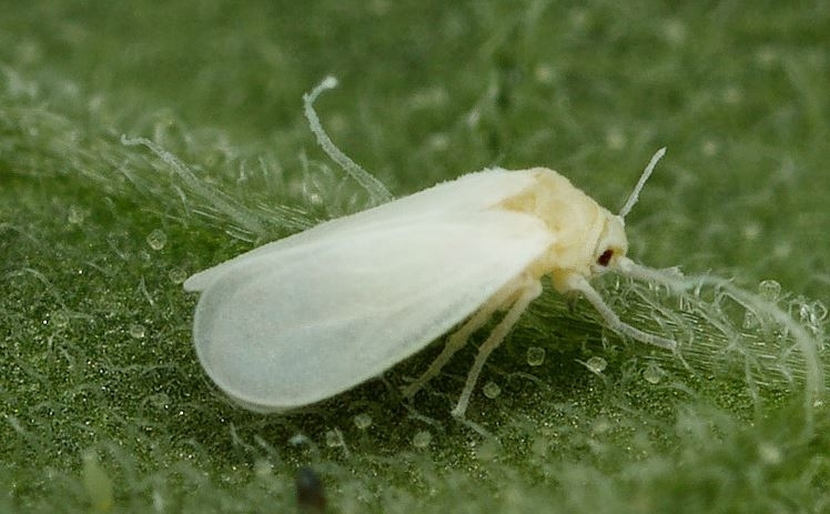 Във връзка с разпространението в редица населени места от община