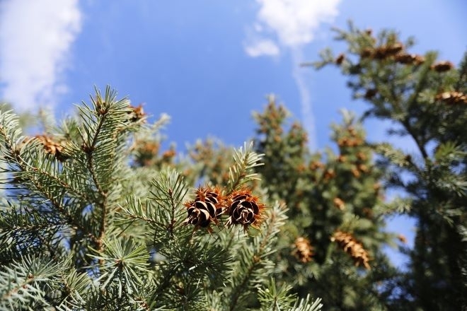 Днес ще преобладава слънчево време съобщиха от НИМХ По често значителна ще е облачността над