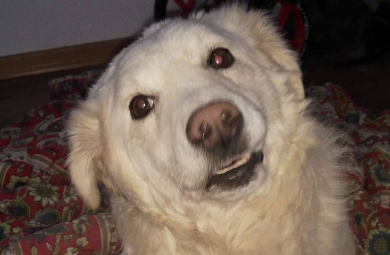 Белчо е бездомно куче блъснато от автомобил на видинския булевард Панония