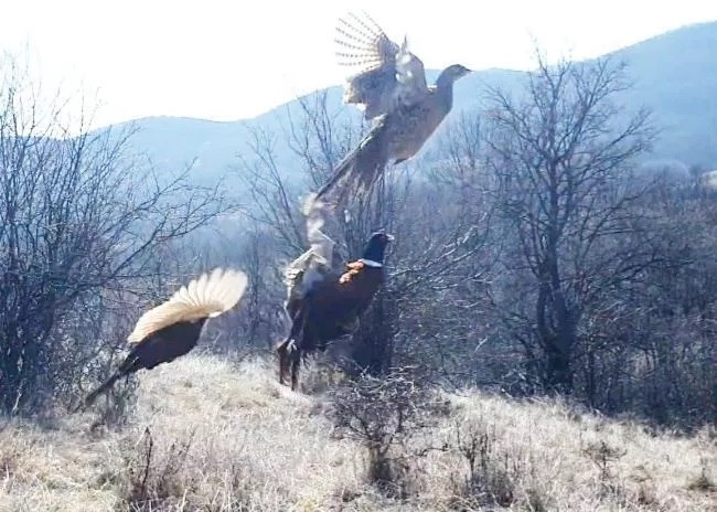 Дружинките от ЛРС Враца разселиха 650 фазана в ловните си райони