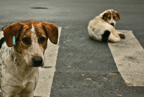 Община Враца отпуска 75 000 лева за бездомните кучета научи