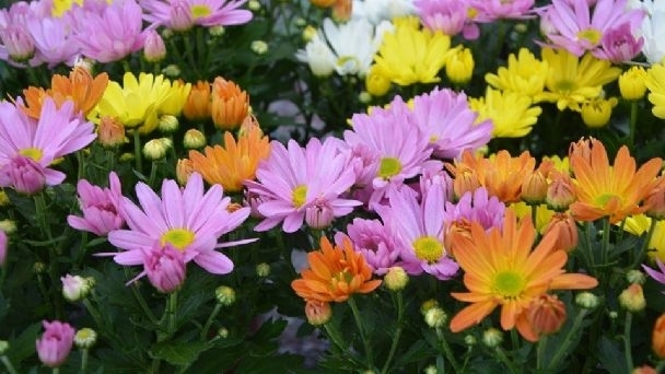 Днес ще преобладава слънчево време около и след обяд с