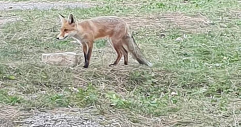 Снимки на лисица разхождаща се необезпокоявано в двора на детското