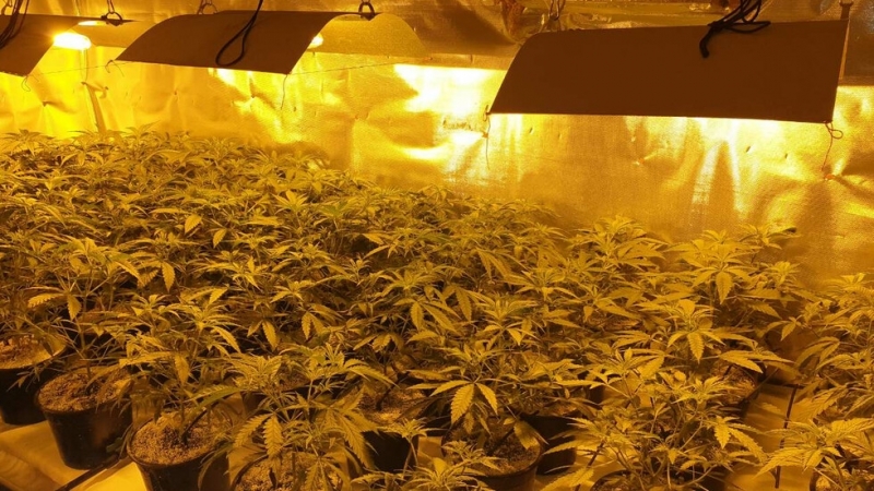 Столични полицаи разкриха домашна оранжерия за отглеждане на марихуана  съобщават от пресцентъра
