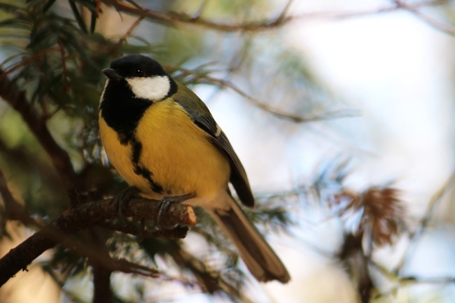 През нощта ще е ясно и почти тихо Минималните температури