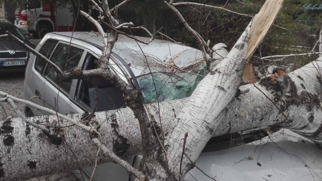 Дърво е паднало върху кола в Ломско съобщиха от областната
