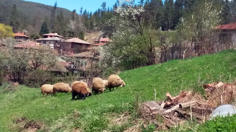 Екипи на полицията изведоха протестиращи и доброволци от село Шарково