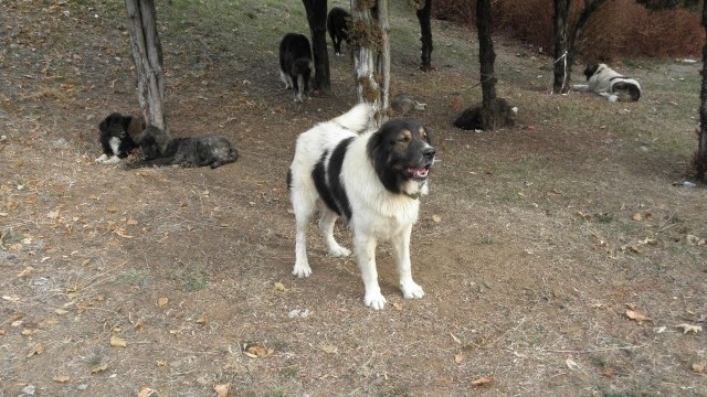 Високоадреналинова среща е имал столичен колоездач след като е бил
