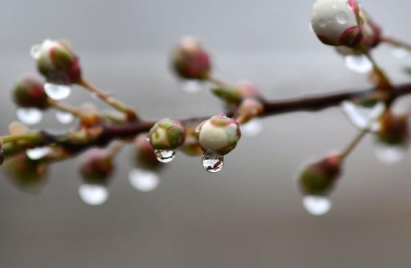 Пролет с капризи: Дъжд, сняг и слънце – всичко в един ден