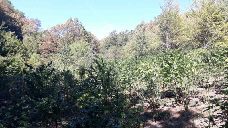 Екипи от сектор Противодействие на криминалната престъпност при ОДМВР Пазарджик установиха