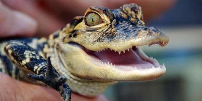 Бебе алигатор откри в басейна си семейство от Бейпорт Лонг