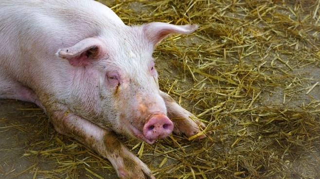 Нов случай на Африканска чума при диво прасе е регистриран