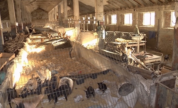 Търговец на кучета отглежда близо 300 животни от различни породи