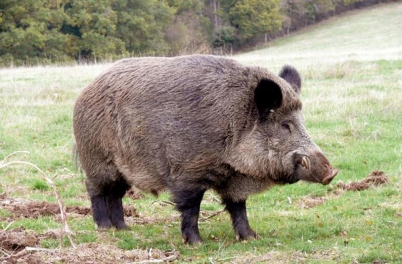 Дива свиня причини адска катастрофа на магистрала Тракия в района