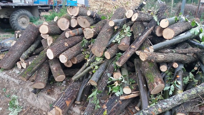 При специализирана операция по линия за незаконен дърводобив били открити