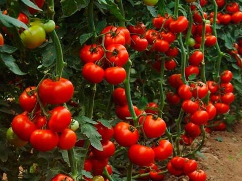 Заловиха рецидивист откраднал чушки и домати от градината на свой