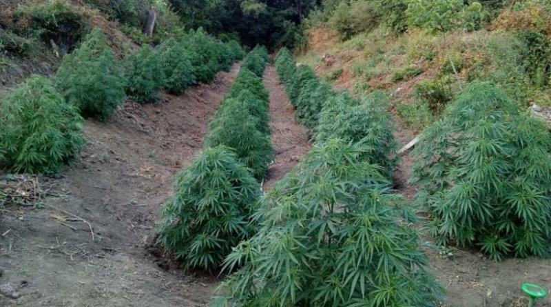 Разкрита е плантация с канабис в трудно достъпна местност край
