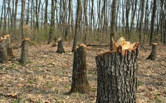 Служители на районното управление в Кула разследват незаконна сеч във