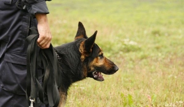 Полицейското куче Стрикър се представи повече от блестящо надушвайки приблизително 595