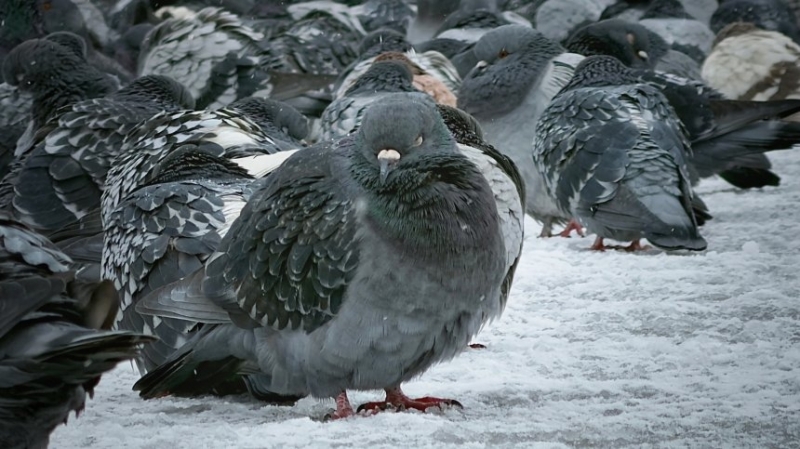 След обяд вятърът в цялата страна ще е от североизток