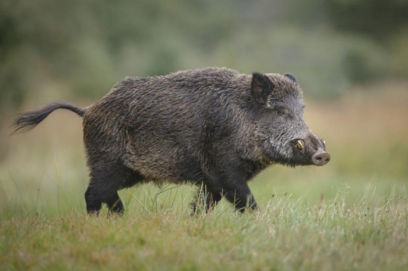 Нови случаи на Африканска чума по свинете са регистрирани в