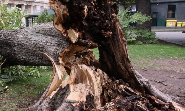 Огромно дърво падна върху кола в центъра на Кюстендил Случилото