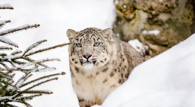 Снежен леопард барс за първи път е забелязан в източната