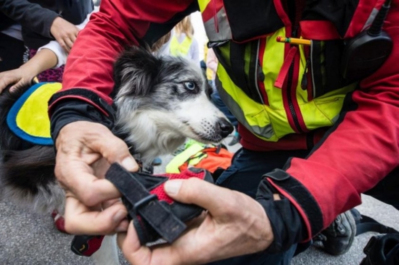 Заклещено куче вдигна спасители от Монтана накрак съобщиха от МВР Инцидентът
