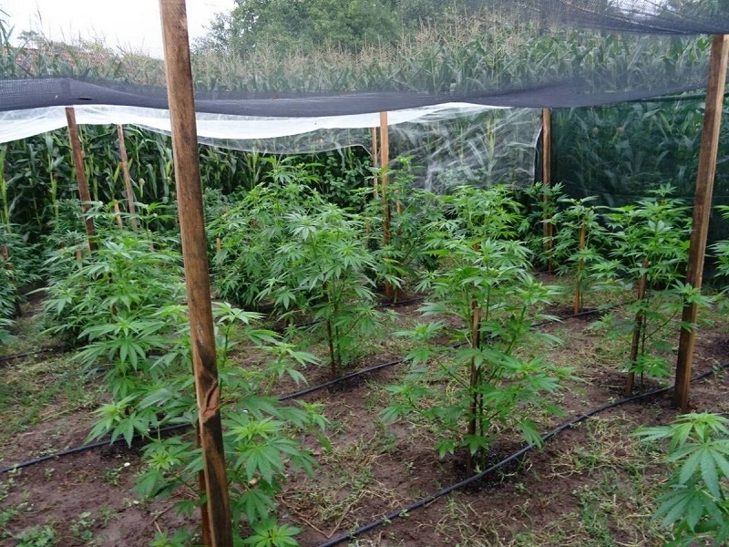 Полицейски служители са задържали собственик на наркооранжерия в Монтанско съобщиха