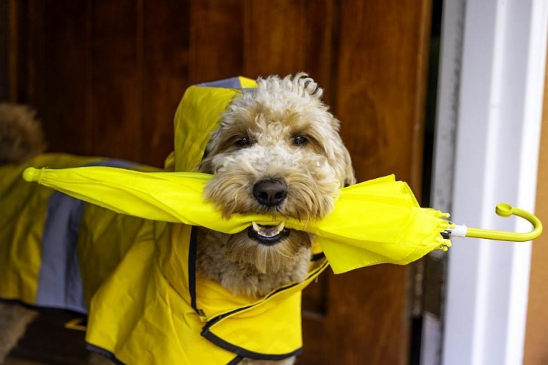 През деня ще се задържи предимно облачно Преди обяд в